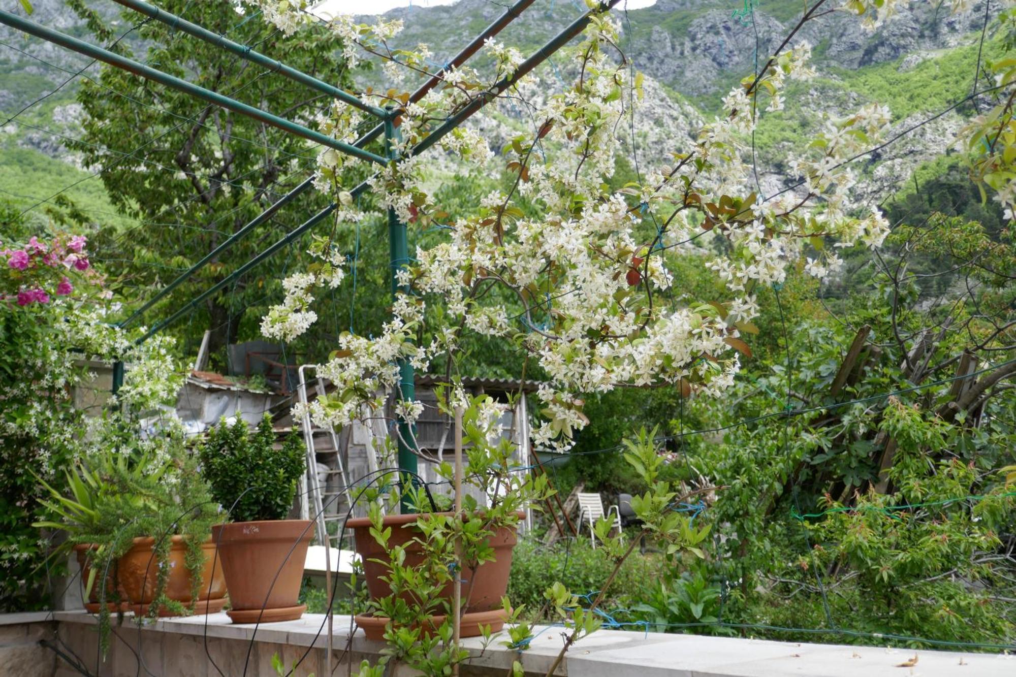Ecohouse Risan Studio Εξωτερικό φωτογραφία