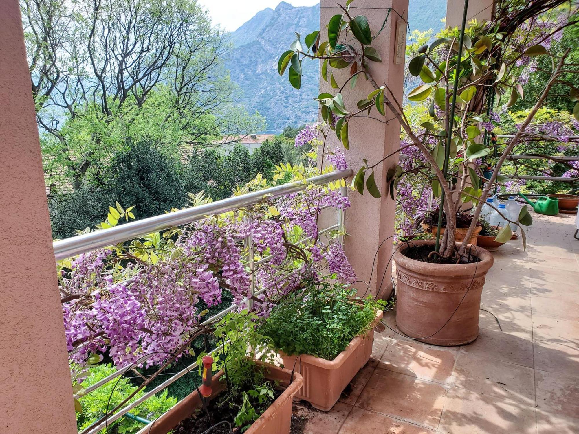 Ecohouse Risan Studio Εξωτερικό φωτογραφία